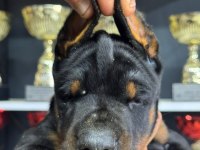 European Doberman Yavrular