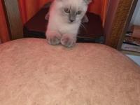 2 Adet Yavru Scottish Fold Sahiplendirilecektir