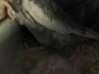 Yavrulu Yumurtalı Sultan Papağanı Takımlar