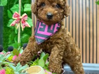 Anne Altından Toy Poodle Da Kampanya