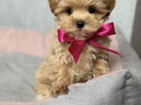 Büyümeyen Maltipoo Bebekler