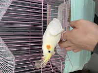 Evcil Sultan Papağanı Kendini Sevdirir