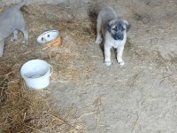Sivas'tan Has Kangal Köpeği Yavrular