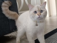 British Longhair Kedimiz Yeni Yuva Bekliyor