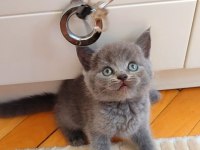 Gri Lilac Erkek Ve Dişi Yavru Kediler