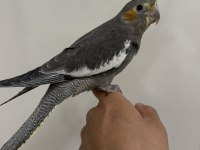 Sultan papağanlar sahiplendirilecekler