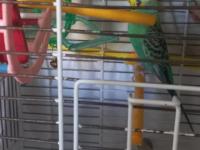 Yeme Yeni Düşen Kuşlarım Satılık