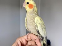 Bebek sultan papağanlar