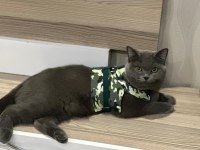 1 Yaşında Eğitimli British Shorthair