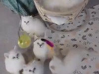 A Kalite British Shorthair Arayanlara