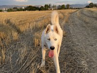 Safkan sibirya kurdu 1,5 yaşında