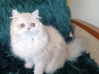 Cy 11 Şecere Belgesi Safkan Dişi 7 Aylık British Longhair