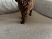 Miniş Serisi Poodle Bebeklerimiz