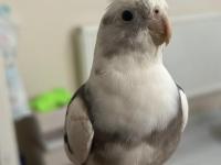 Yavru alınmış çift white face albino sultan papağanı