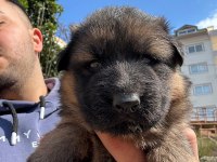 Orjinal Alman Kurdu Yavrusu