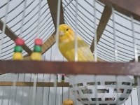 El yapımı ahşap kafes + çift kanarya