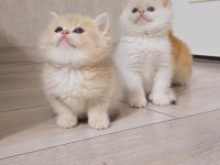 Her Kodda Disi Erkek Show Kalite Safkan