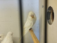 Yerli-Jumbo Kırığı-Show Jumbo Muhabbet Kuşlar