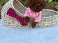 Toy Poodle Köpeğimiz