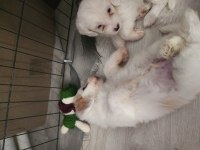 52 Günlük Köpeklerimiz