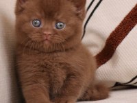 Minik Mocha Chocolate British Shorthair