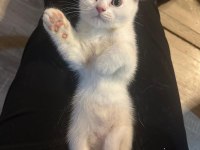 Minik Scottish Bembeyaz Bebeğim