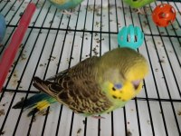 Yeni yeme düşmüş muhabbet kuşu yavrular