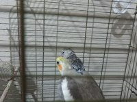 Ucuz Sultan Çift Sultan Papağanı