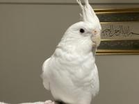 Albino dişi sultan papağanı evcil uysal ele omuza geliyor