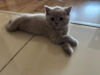Ayı Surat British Shorthair Yavrularımız