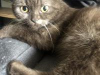 Acil British Ve Scottish Yavru Ve Yetişkin Kediler