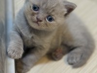 Tatlı uysal british bebişler