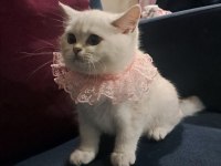 Dünya Güzeli British Shorthair
