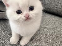 British Shorthair Beyaz Kedimiz
