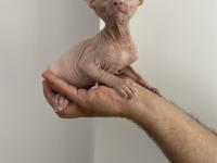 2 Aylık Sfenks Yavrular