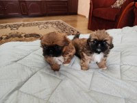 İmperyal Pekinez Köpeği Yavrularımız