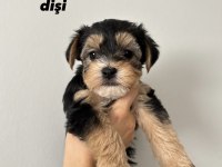 45 günlük morkie yavruları - evden sağlıklı bebekler