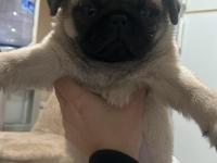 Pug Yavru Eşyalarıyla Birlikte