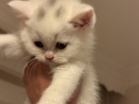 Eğitimleri Tam Kediler Yeni Yuvasını Arıyor