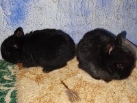 Netherland Dwarf Hollanda Cüce Tavşan