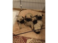 Pug Eniklerim Yeni Sahibini Bekliyor
