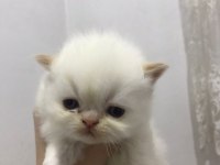 İran kedisi yavruları