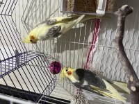 Sultan papağanı çift