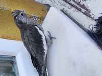 35 Günlük Sultan Papağanlarım Sahiplerine Bekliyor