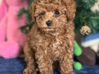 Yasal Üreticiden Poodle Saf Kan Yavrular