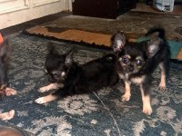 Şivava bir dişi ve bir erkek şivava