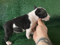 A şecereli minyatür bull terrier