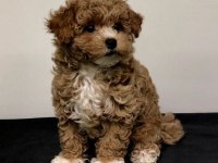 Aşk bahçesi maltipoo