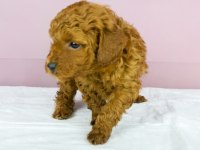 Mükemmel Güzellikte Poodle Bebeğim