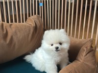 2 Aylık Erkek Pomeranian Boo